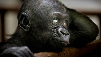 bebe gorila