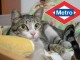 rescate-de-gato-metro-madrid-ivan-cortes