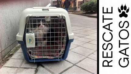 Rescate de gatos callejeros